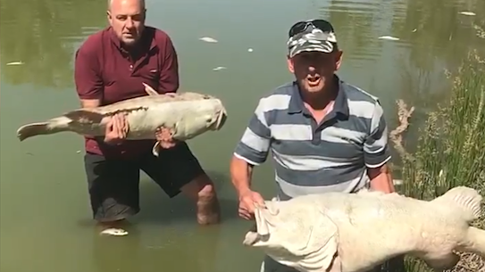 Farmer Rob McBride and Menindee resident Dick Arnold hold dead Murray cod fish in the Darling river.