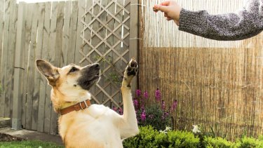 Using treats to praise good actions can quickly teach pets to repeat that behaviour.