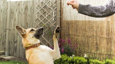 Pet Training Shift Why Teamwork Is Better Than Dominance