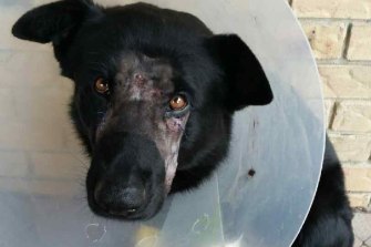Bravo sustained injuries from another dog during an arrest in 2016.