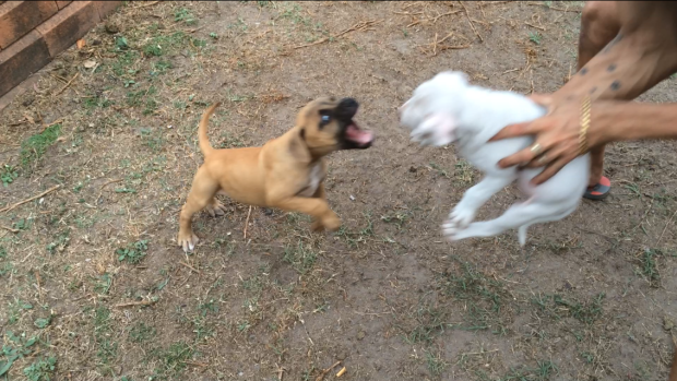 One of the videos showed Baskerville training a puppy for dog fights by encouraging aggressive behaviour towards another.