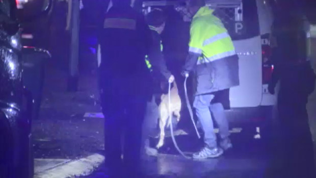 The dog is led into a van following the attack.