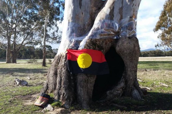 Cultural treasure: one of the trees Djab Wurrung elders say was used by generations of women to give birth in.