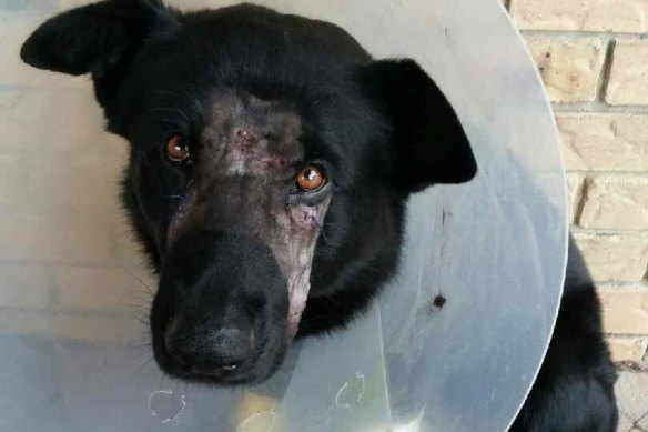 Bravo sustained injuries from another dog during an arrest in 2016.