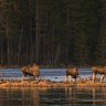 Moose in Junsele, Sweden, during preparations for the livestream.