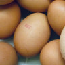 Industry fails egg checks after mass Sydney salmonella outbreak