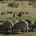 Sheep are raised on a carbon positive farm in Tasmania.