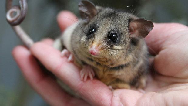 Mountain pygmy-possums weigh just 40 grams when they awake from months of hibernation.