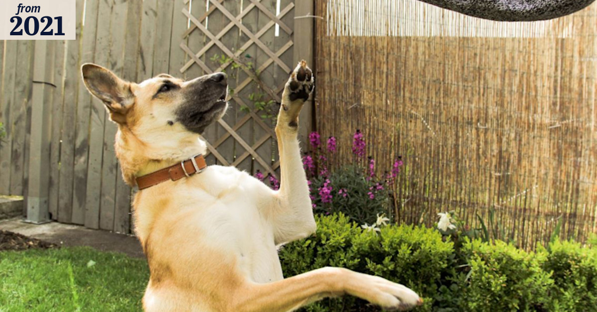 Pet training shift: why teamwork is better than dominance