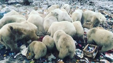 Novaya Zemlya, a Russian archipelago, has been invaded by a bunch of polar bears looking for food. Observers blame climate change. 
