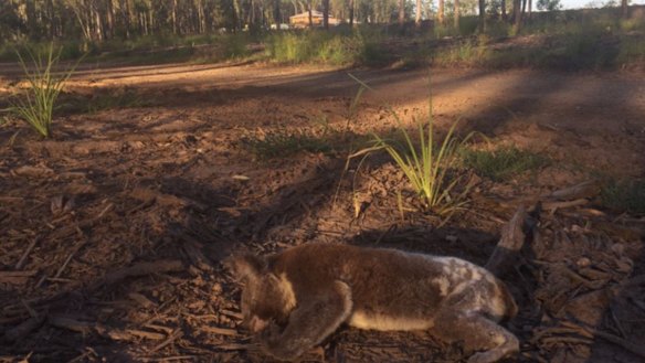 Koala and the impacts of land clearing for new residential