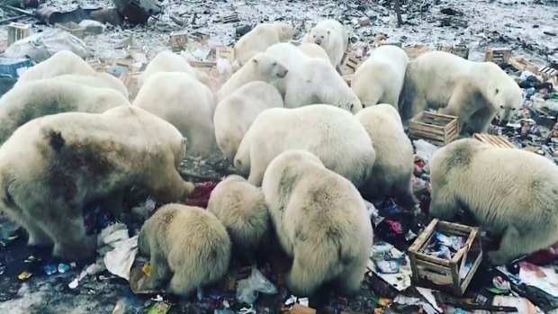 Novaya Zemlya, a Russian archipelago, has been invaded by a bunch of polar bears looking for food. Observers blame climate change. 