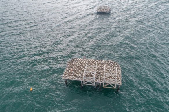 An image from Defence’s application document shows the platform to be removed - a section of wharf - in the foreground and a second platform where the gannet chicks would be relocated in the background. Both have gannets nesting on them.

