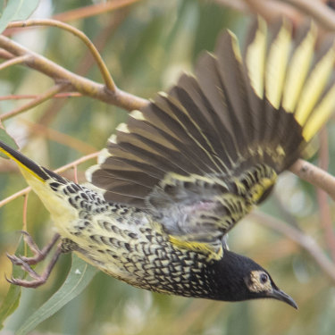 The regent honeyeater photographed by Campbell Paine, just the fourth sighting of the bird in that area in 150 years.