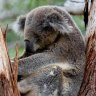 Thousands of hectares approved for projects that made koalas homeless