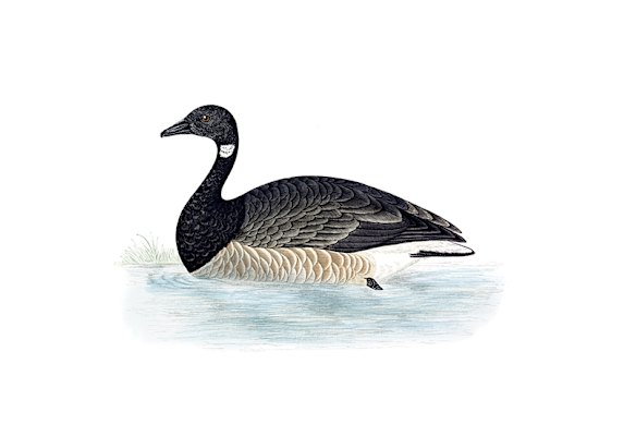 A brant goose. 