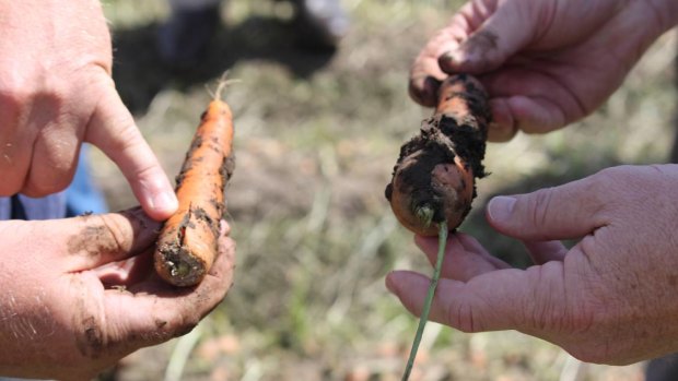 Hail damaged carrots are no longer fit for market.