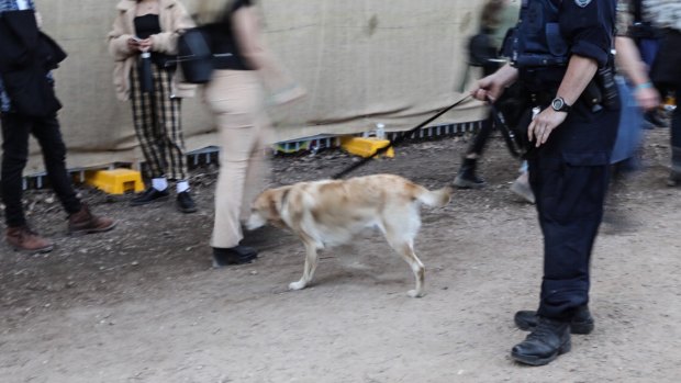 A police sniffer dog checks punters at Splendour in the Grass this year.