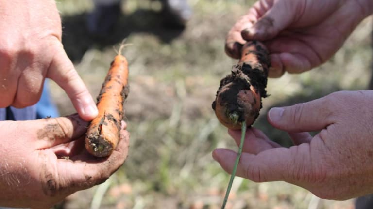 Hail damaged carrots are no longer fit for market.