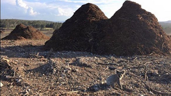 Koalas in cleared habitat near Coomera