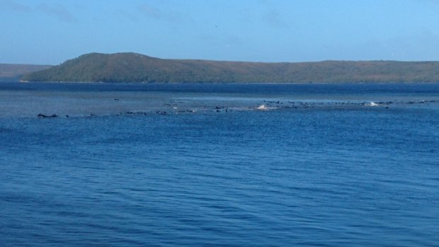 About 70 whales are stuck on a standbar in Tasmania. 