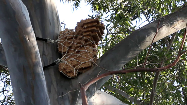 It is hoped the trial nest boxes could house powerful owls around Sydney.