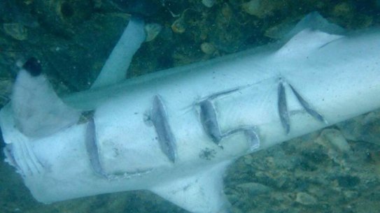 The dead shark with Lisa’s name carved into it at Ammo Jetty.