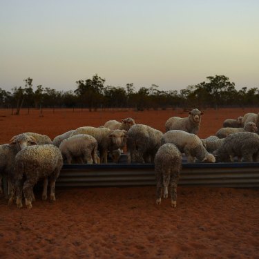 Drought has taken a toll on Australian farmers but could also cost The Nationals at the federal election. 