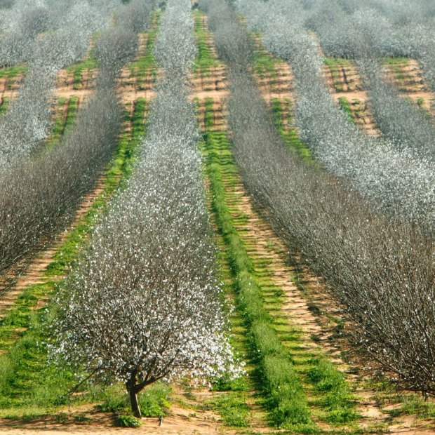 Almonds in bloom in country Victoria.