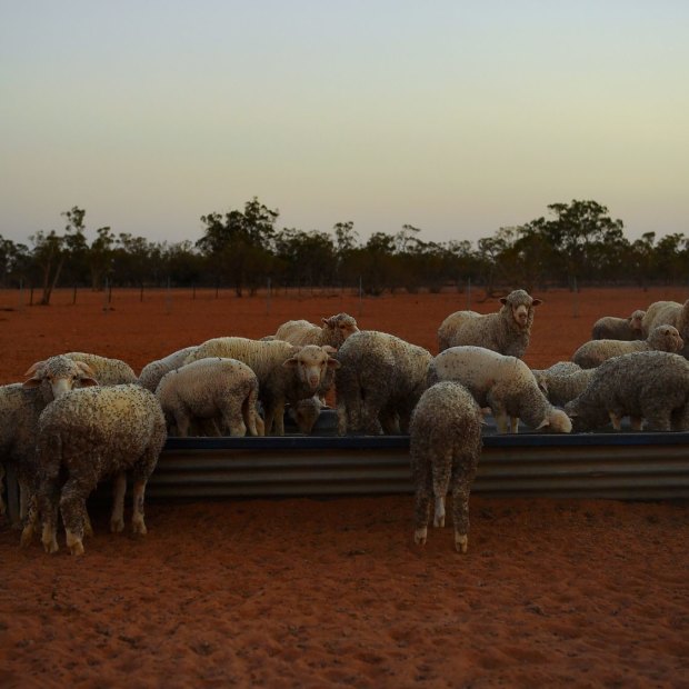 Drought has taken a toll on Australian farmers but could also cost The Nationals at the federal election. 