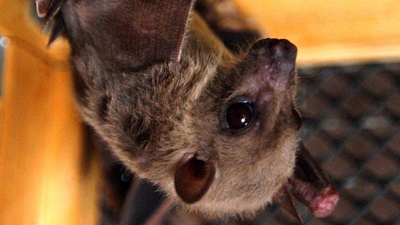 Stunning bat cave footage captures disease spread risk for first time