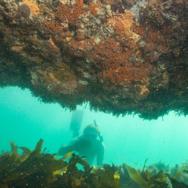 Marine life and habitat on reef near Point  Nepean. 