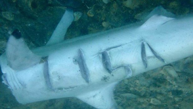 The dead shark with Lisa’s name carved into it at Ammo Jetty.