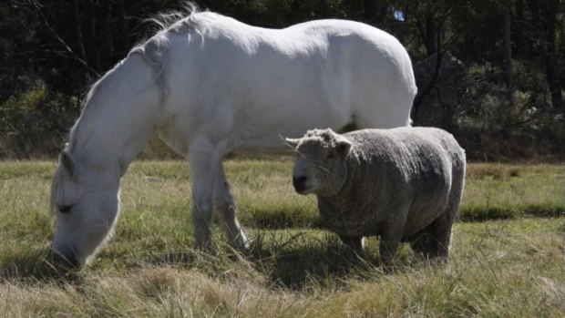 Monty with his pony friend.