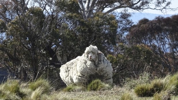 The sheep with the mammoth fleece: Chris before he was rescued.