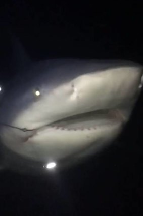 The 3.28 metre bull shark caught by Kai George.