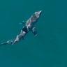 Drone footage taken of a shark off Coogee beach in Sydney on Saturday.