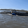 Young humpback towed off sandbar in first stranding of an early whale season