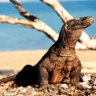 It will cost 2383% more to see Komodo dragons. Tour guides are furious
