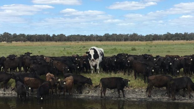 Knicker's owner Geoff Pearson told ABC News the bovine was too big to go into the abattoir.