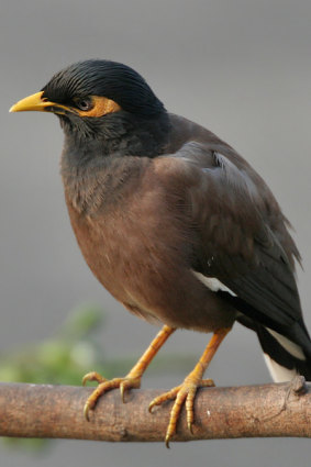 The common myna.