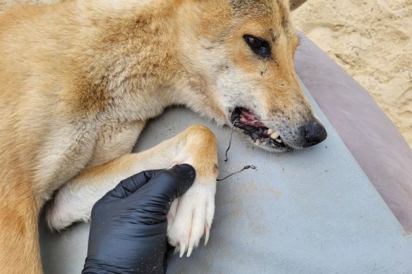 The gang hooks had become deeply embedded into the dingo’s jaw, and as she tried to use her right foot to remove them, the third hook snagged her leg.