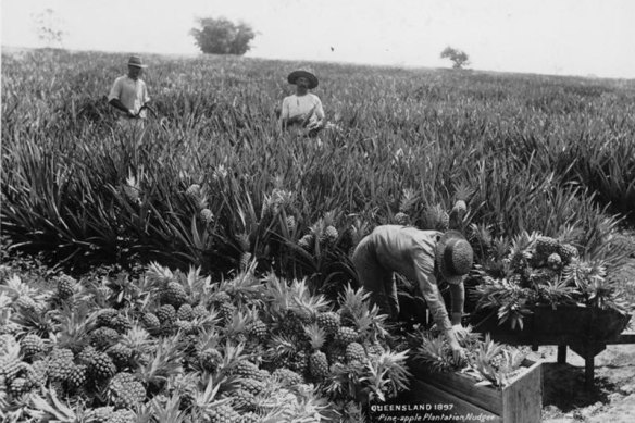 500 cans of Queensland pineapple were given to Queen Elizabeth in 1947 as a wedding present before she ascended to the throne. Her pineapple pickers worked at Nudgee.