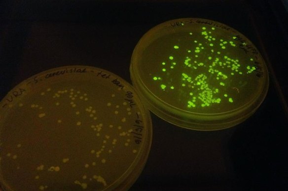 Two plates of yeast, one with fluorescent proteins which help researchers confirm cells have incorporated synthetic DNA.