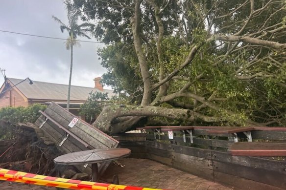 A fallen tree at the Rails Hotel in Byron Bay.