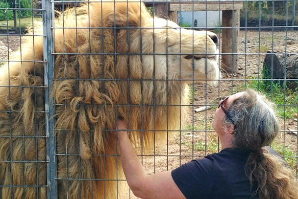 A picture of the zoo downs downs shows a woman patring a lion through the fence.