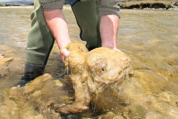 Rock snot can cover creeks and rivers with thick slime.