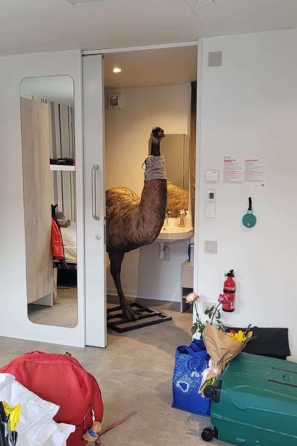 Bruce the emu during the abuduction.