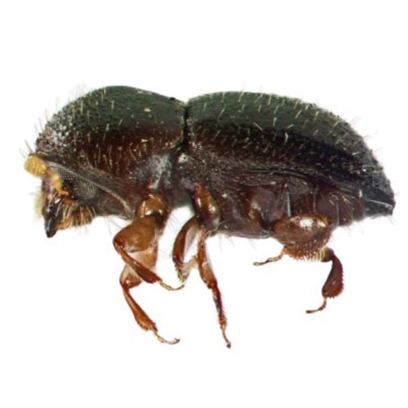 No bigger than a grain of rice, the polyphagous shot-hole borer “eats anything”, notes one botanist. ” What we’ve got here is … the COVID-19 of tree infestation.”