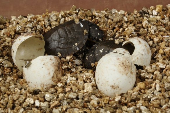 The babies will be monitored closely before being moved into a nursery of specialised tanks.